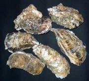 Ostrea gigas